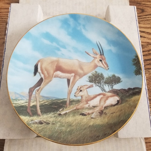 The Slender Horned Gazelle W.S George